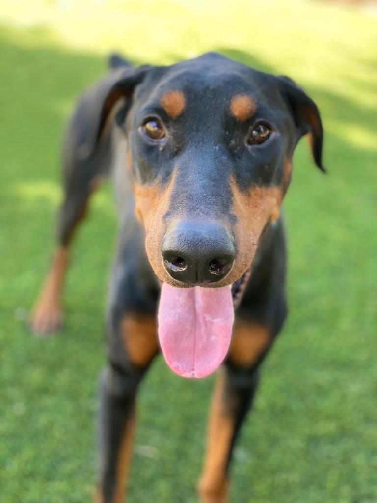 Enlarge Jasper, a Adoptable Doberman Pinscher in Chico, CA image 1/4