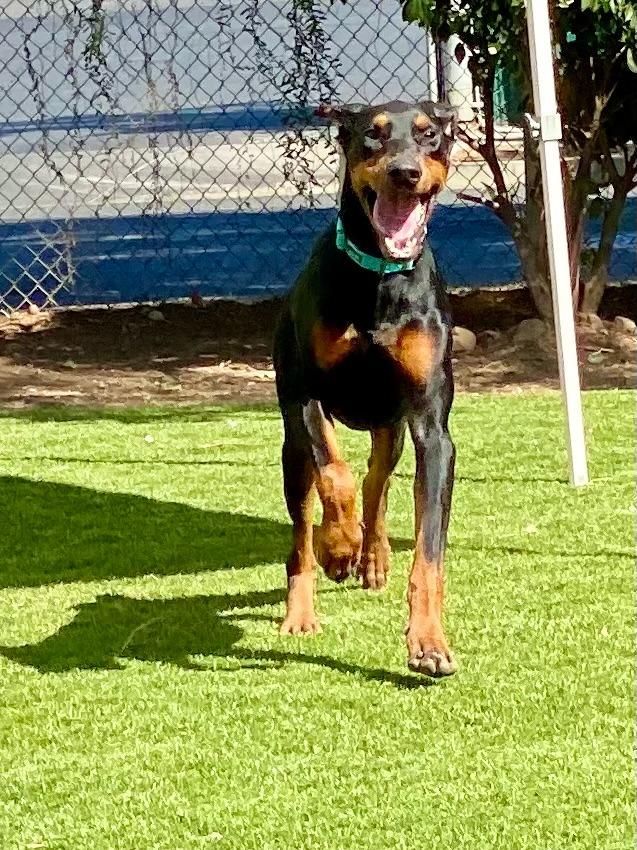 Enlarge Jasper, a Adoptable Doberman Pinscher in Chico, CA image 2/4