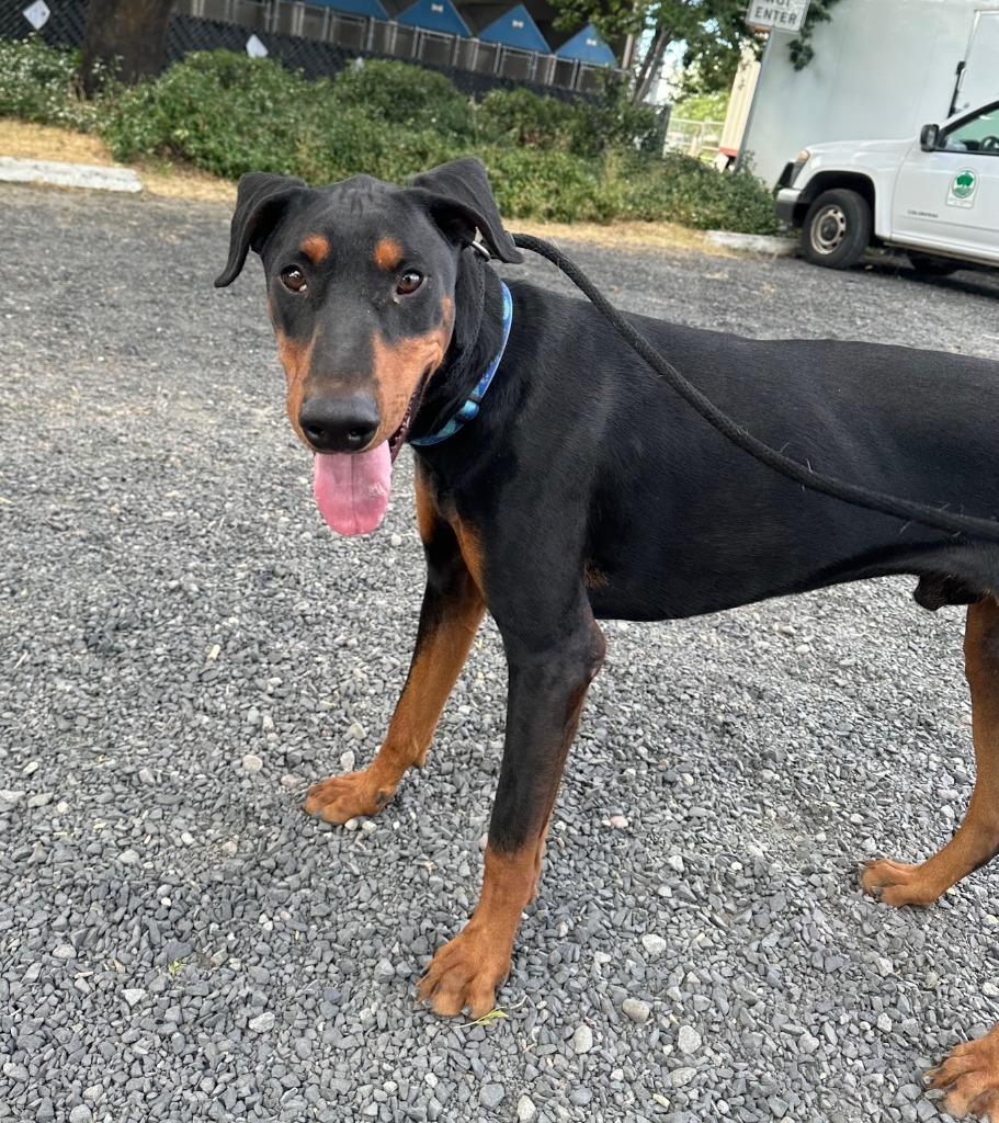 Enlarge Jasper, a Adoptable Doberman Pinscher in Chico, CA image 3/4