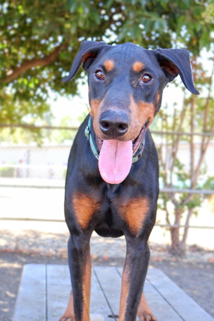 Enlarge Jasper, a Adoptable Doberman Pinscher in Chico, CA image 4/4