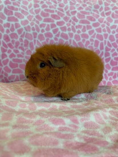 Vana, Adopted, Adult Female Teddy.