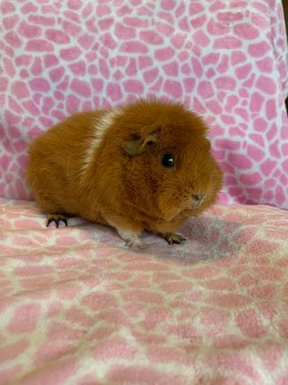 Vana, Adult Female unknown
