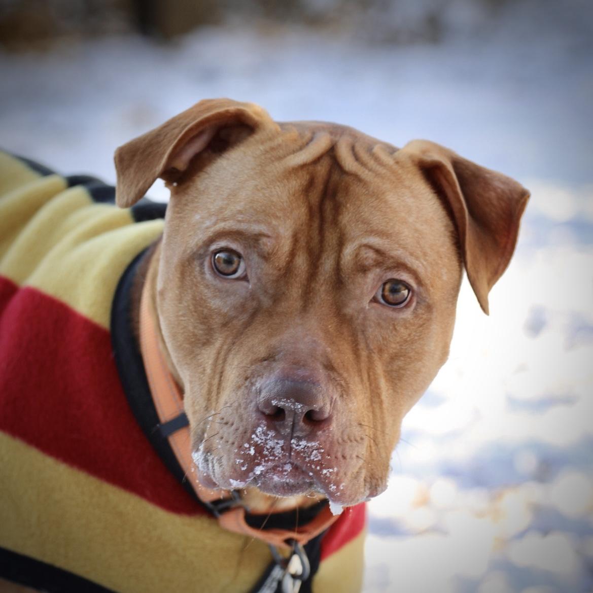Enlarge Rudy , a Adoptable mixed breed in Briarcliff Manor, NY image 1/5