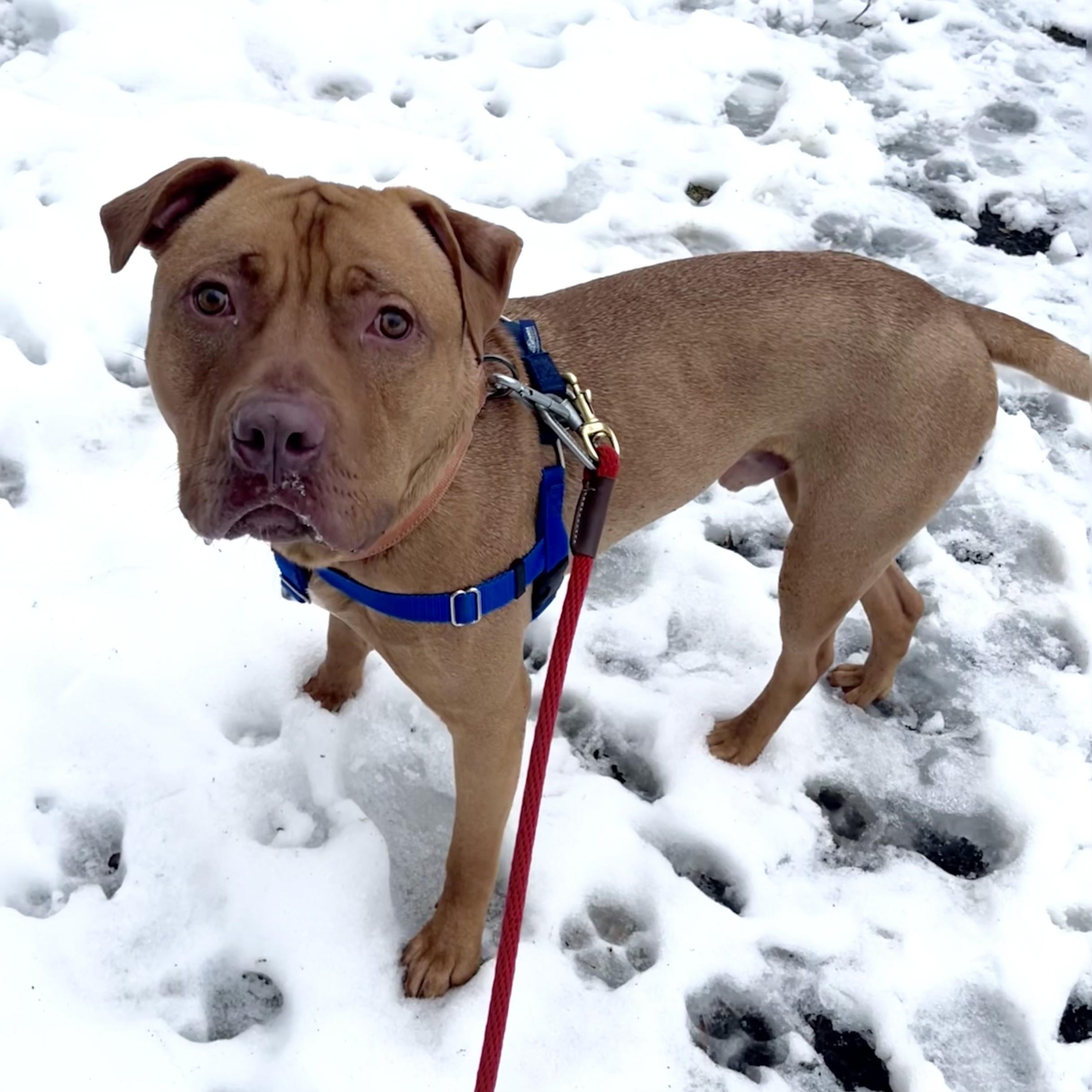 Enlarge Rudy , a Adoptable mixed breed in Briarcliff Manor, NY image 2/5
