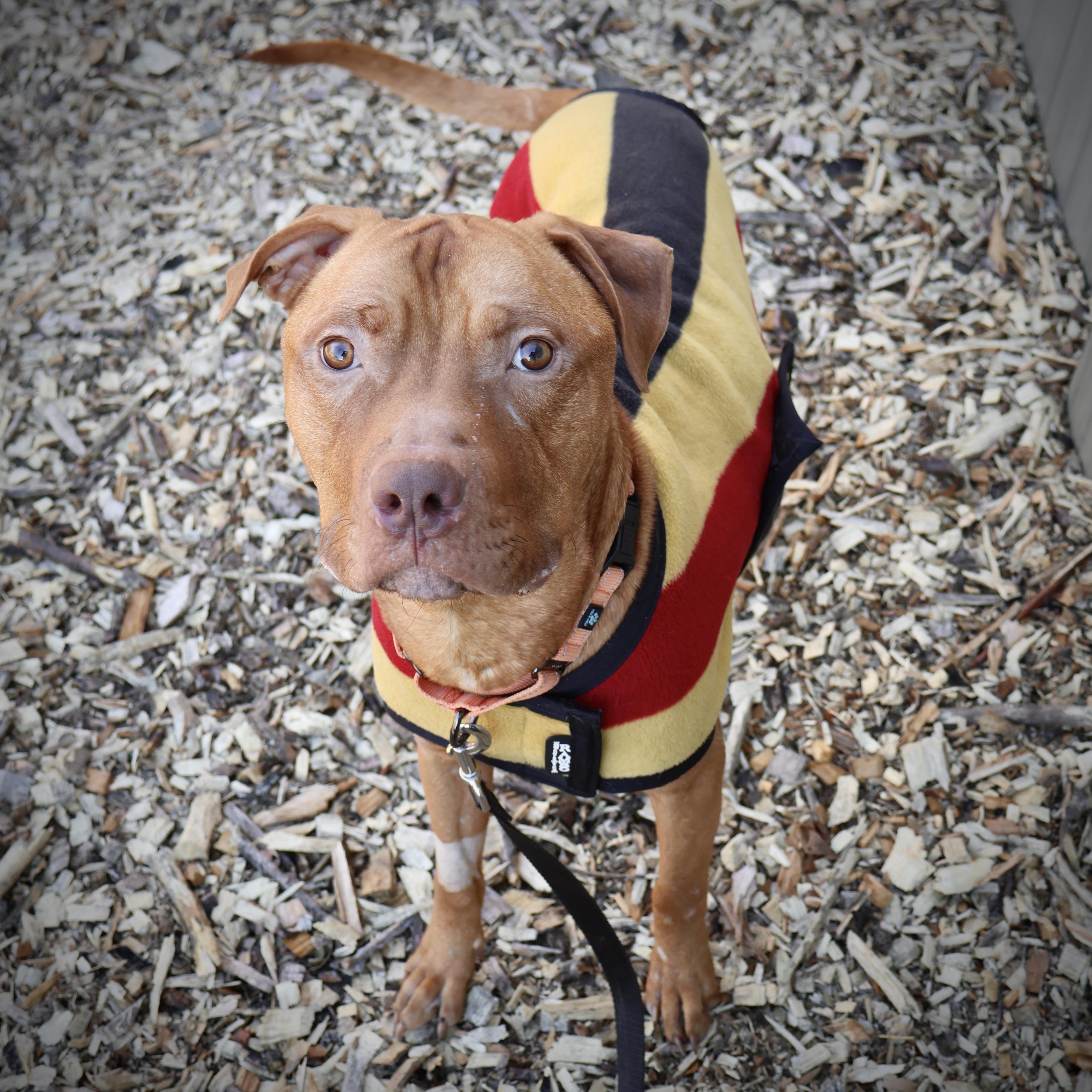 Enlarge Rudy , a Adoptable mixed breed in Briarcliff Manor, NY image 3/5