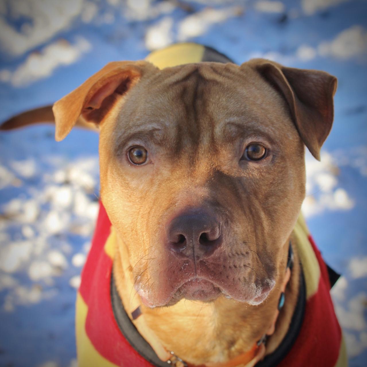 Enlarge Rudy , a Adoptable mixed breed in Briarcliff Manor, NY image 4/5