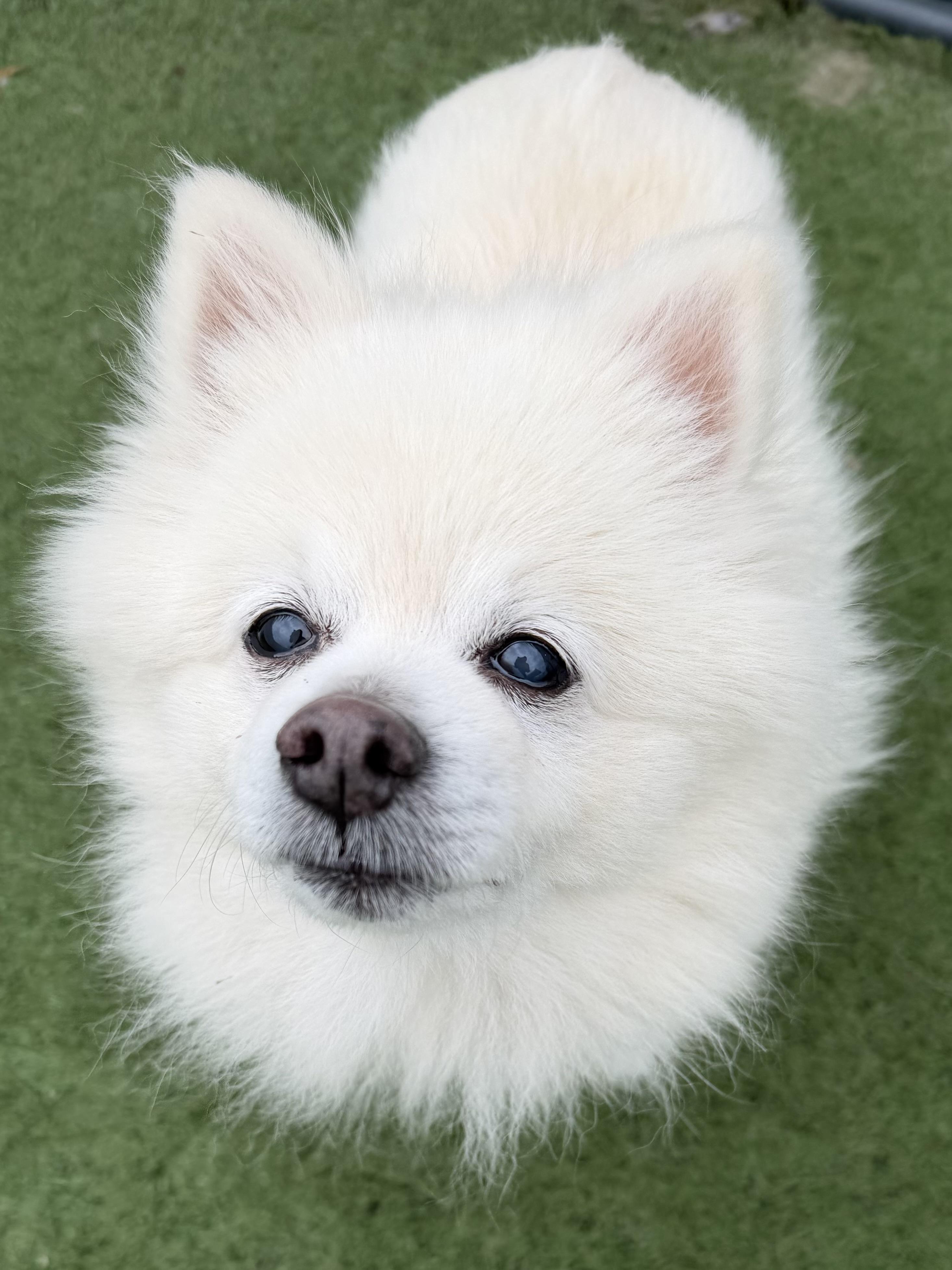 Enlarge Millie, a ADOPTABLE Pomeranian in MYRTLE BEACH, SC image 2/2