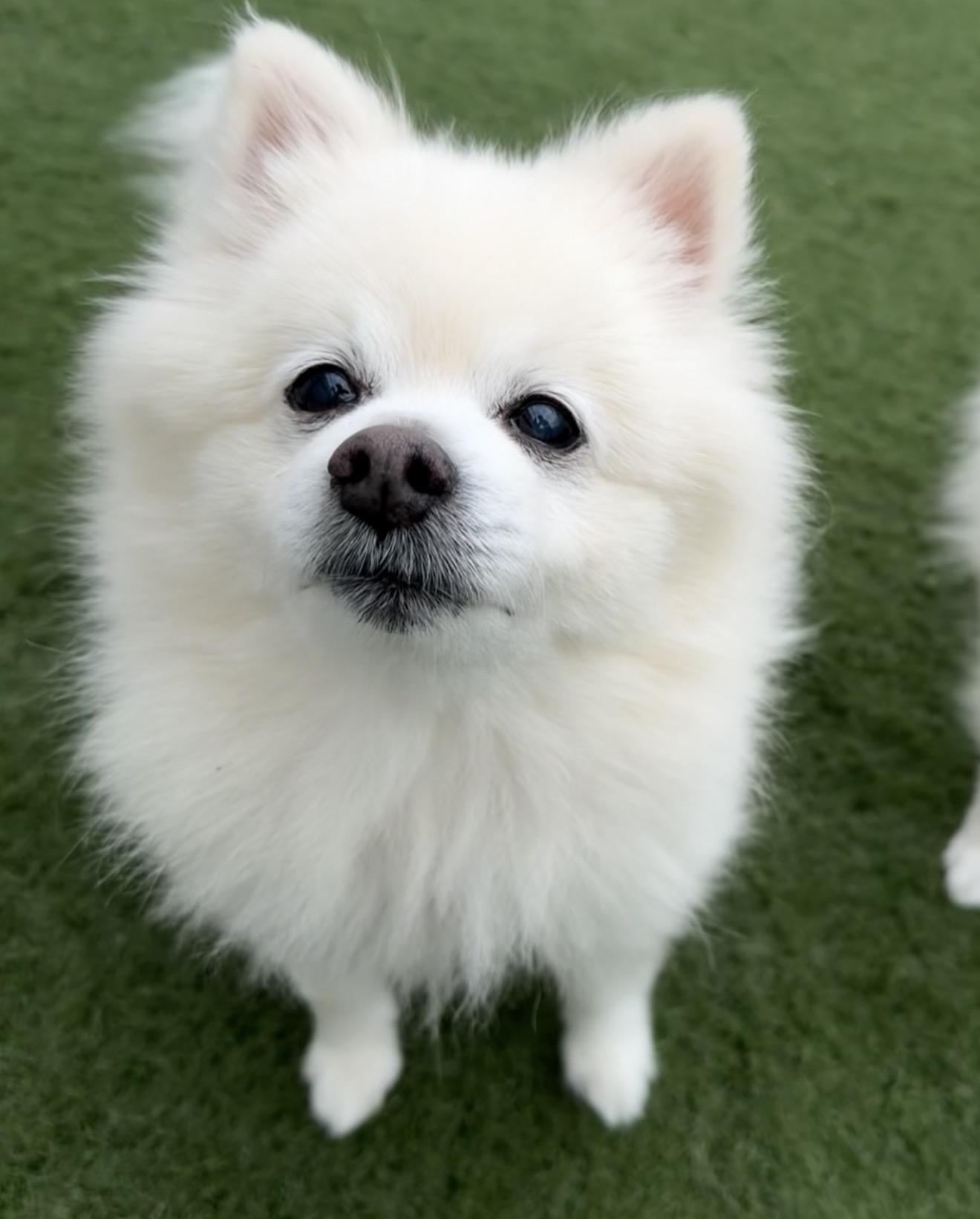 Millie, ADOPTABLE, Senior Female Pomeranian.