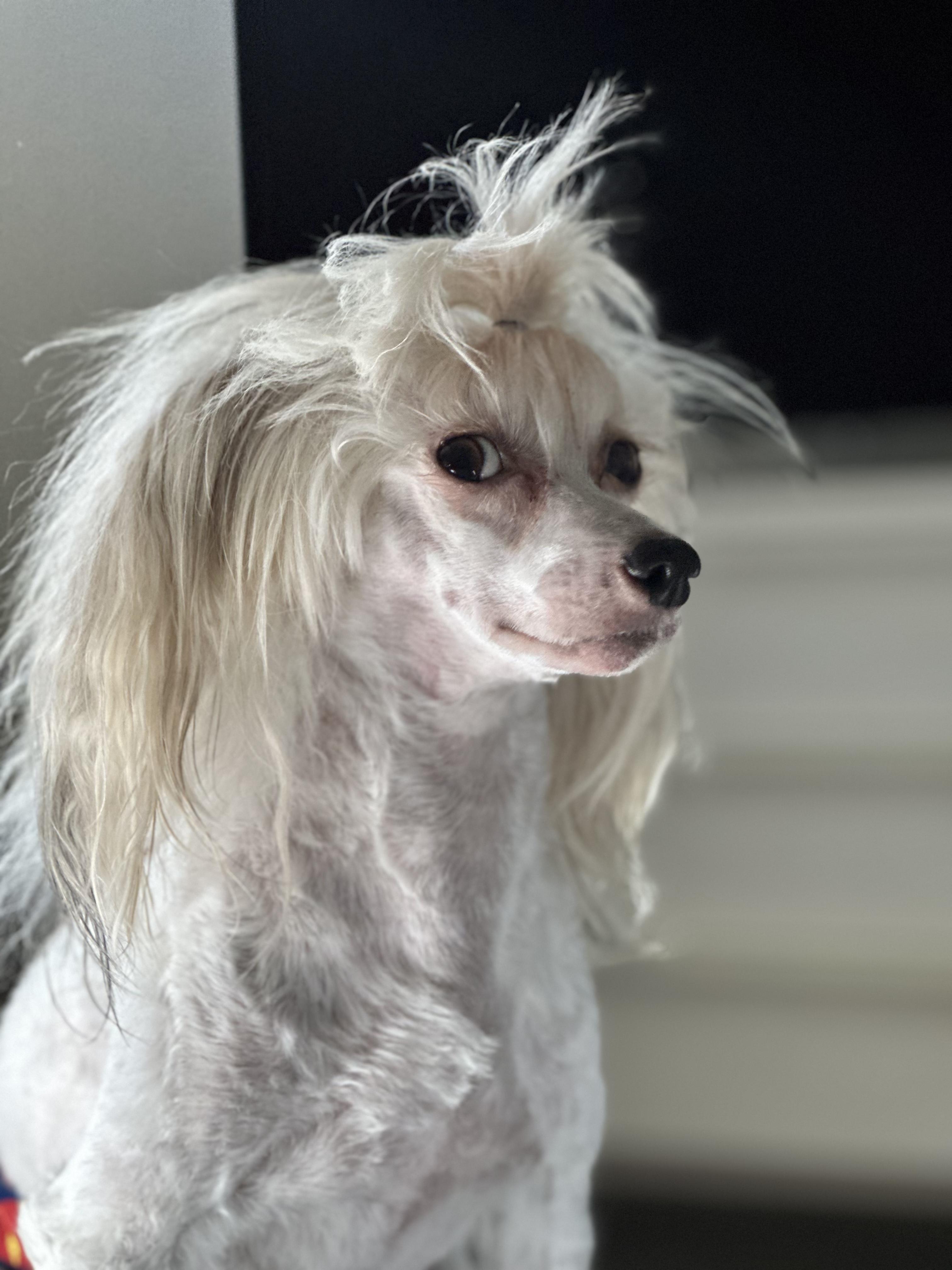 Enlarge Louie, a Adoptable Chinese Crested Dog in Houston, TX image 3/6