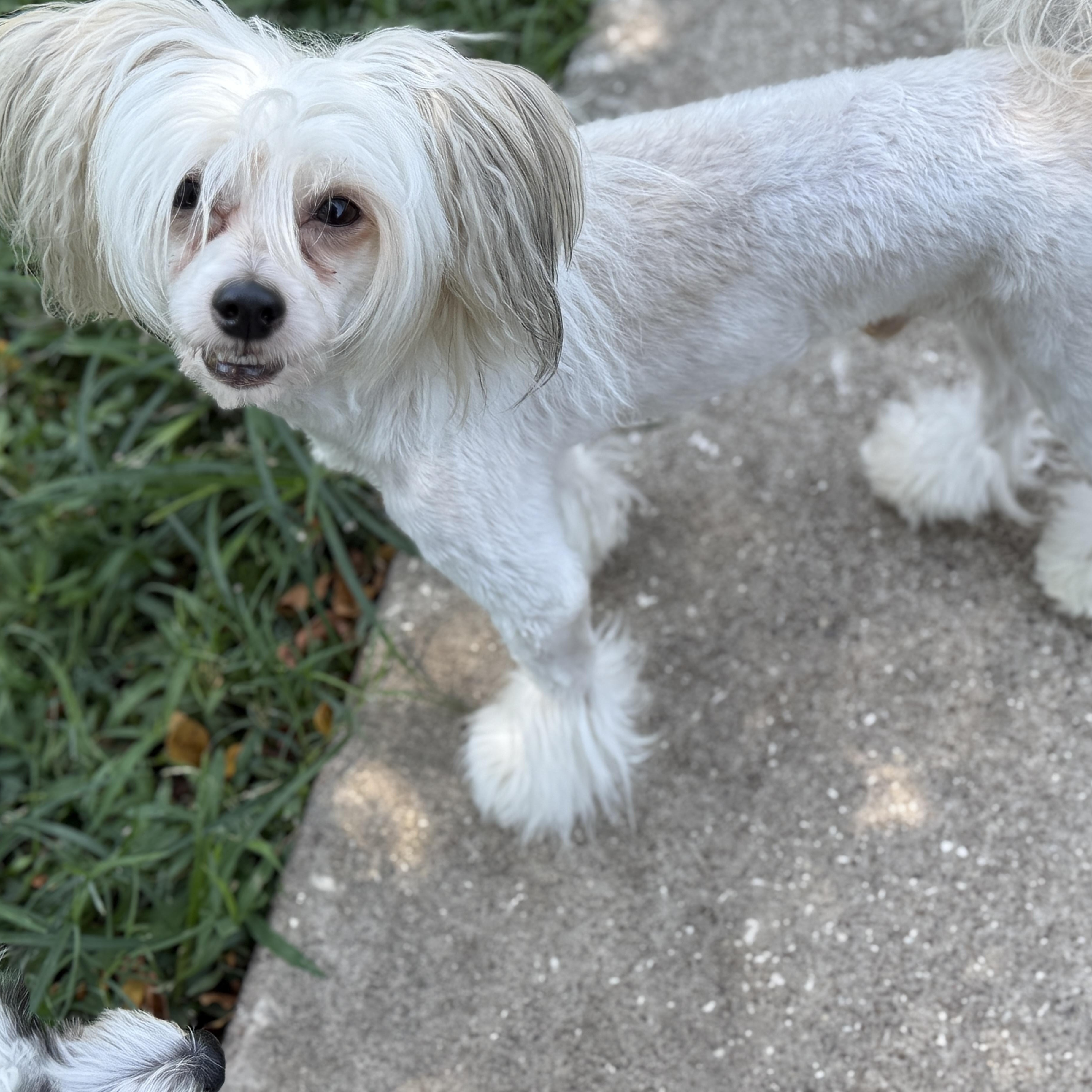 Enlarge Louie, a Adoptable Chinese Crested Dog in Houston, TX image 1/4