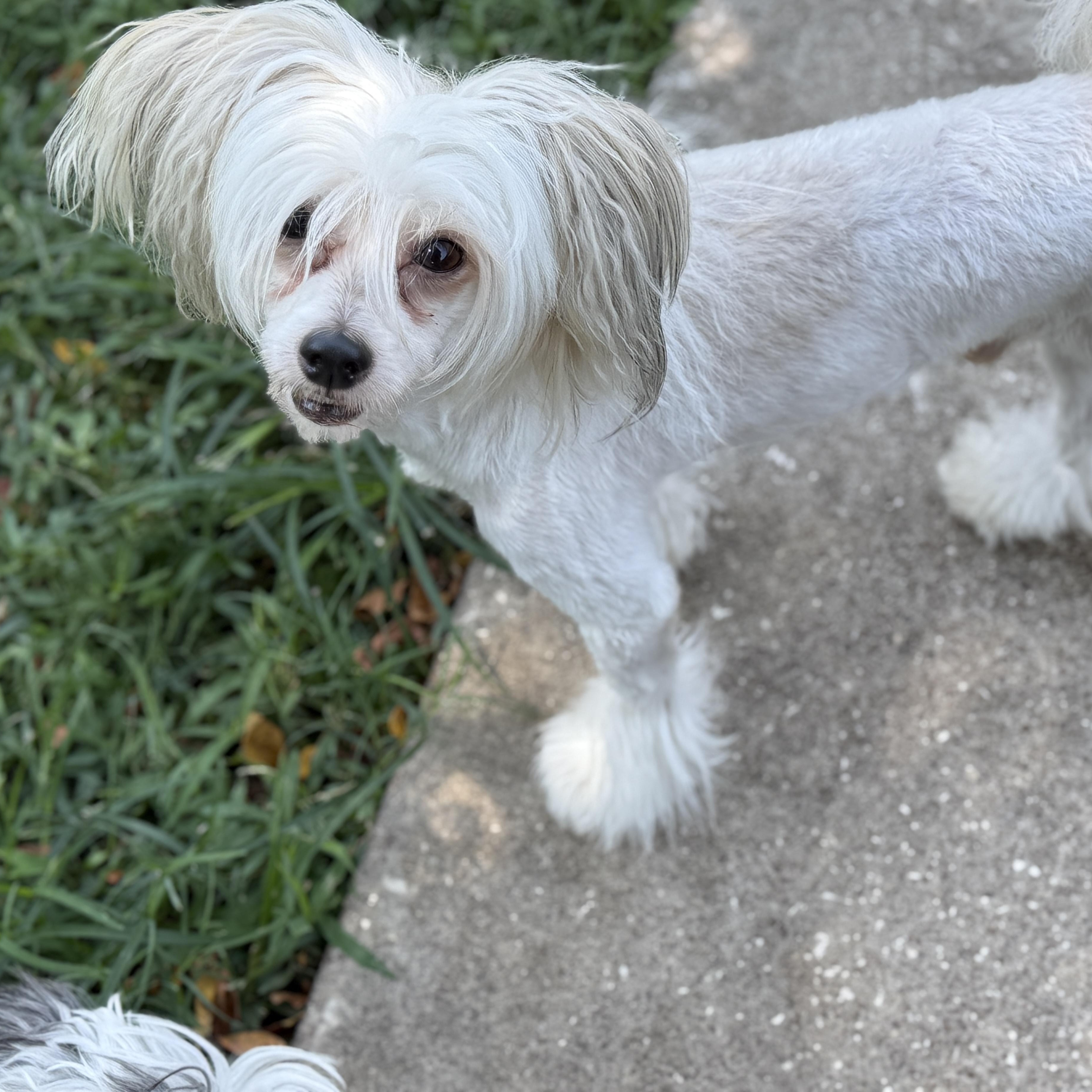 Enlarge Louie, a Adoptable Chinese Crested Dog in Houston, TX image 2/4