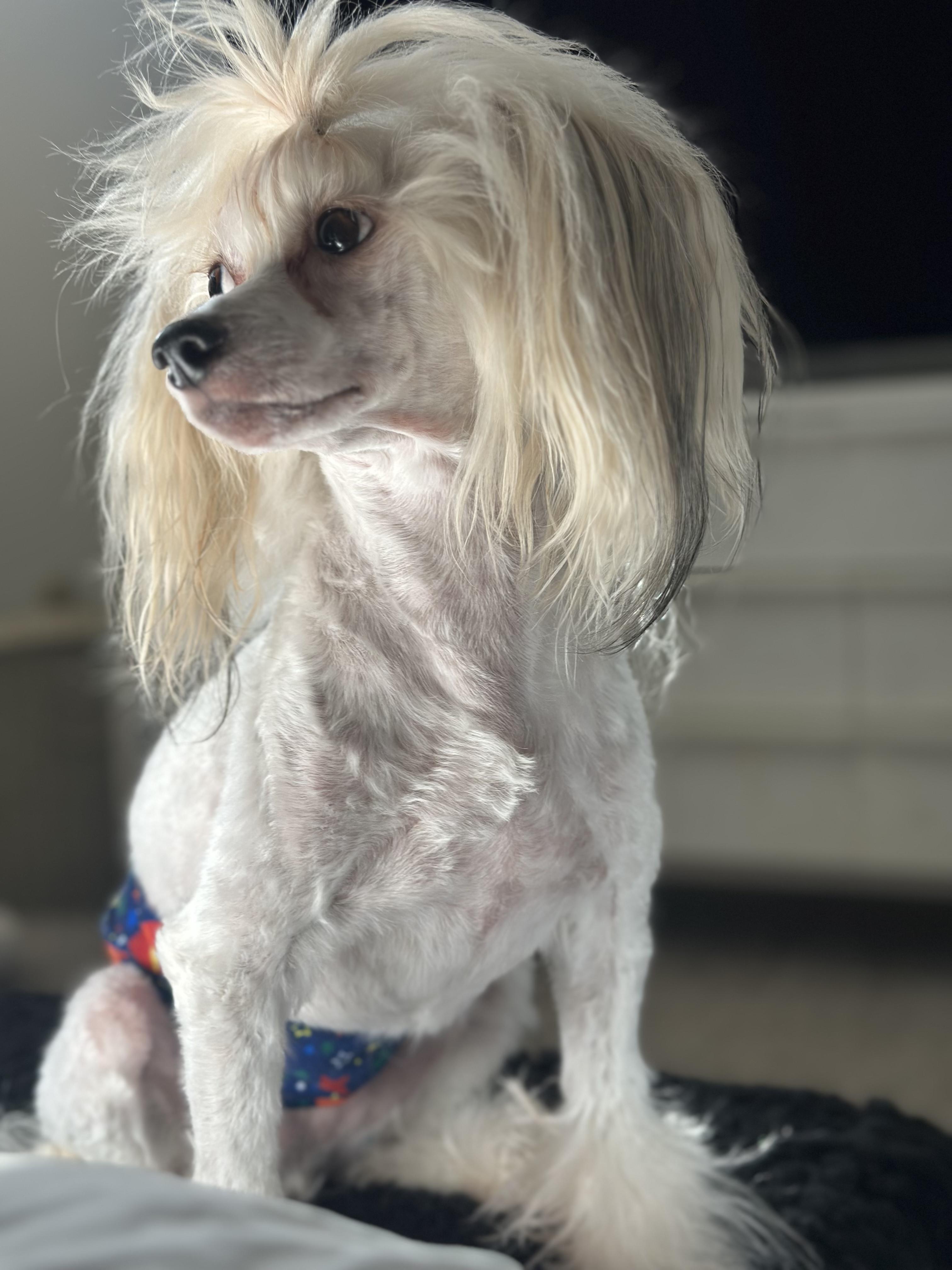 Enlarge Louie, a Adoptable Chinese Crested Dog in Houston, TX image 2/6