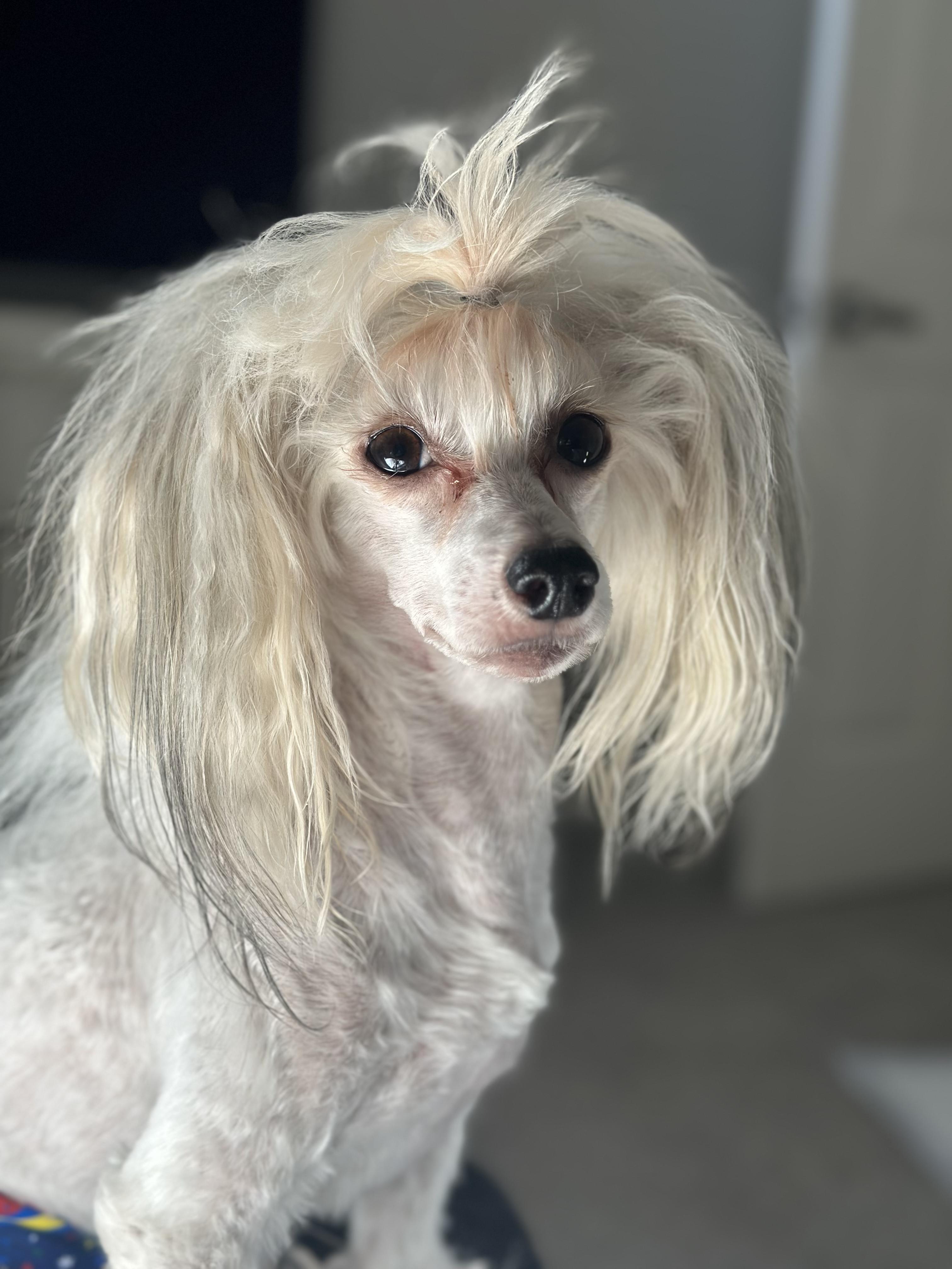 Louie, Adoptable, Adult Male Chinese Crested Dog.