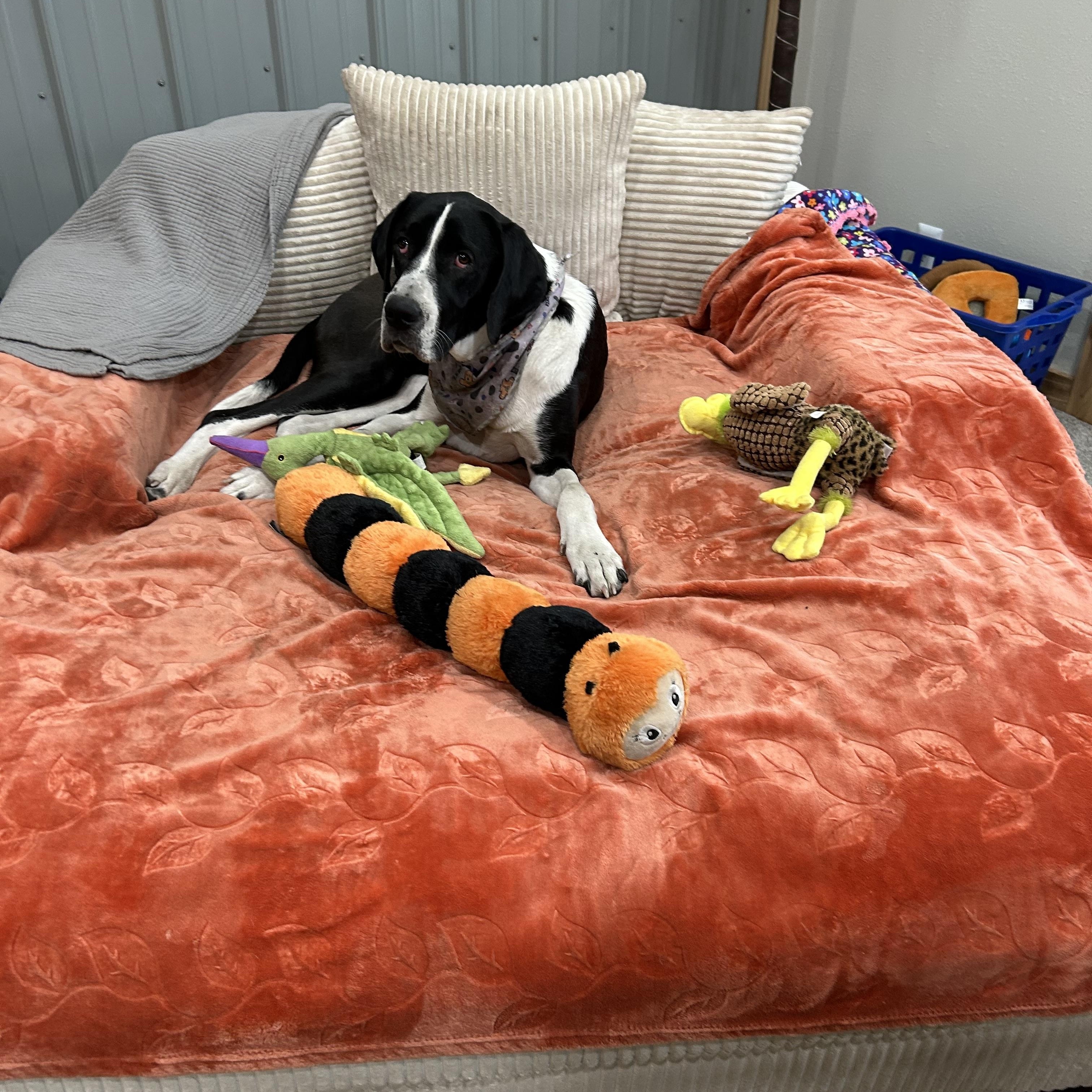 Enlarge SUKI **Courtesy Listing for Luke’s Legacy**, an adopted mixed breed in COEUR D ALENE, ID image 2/6