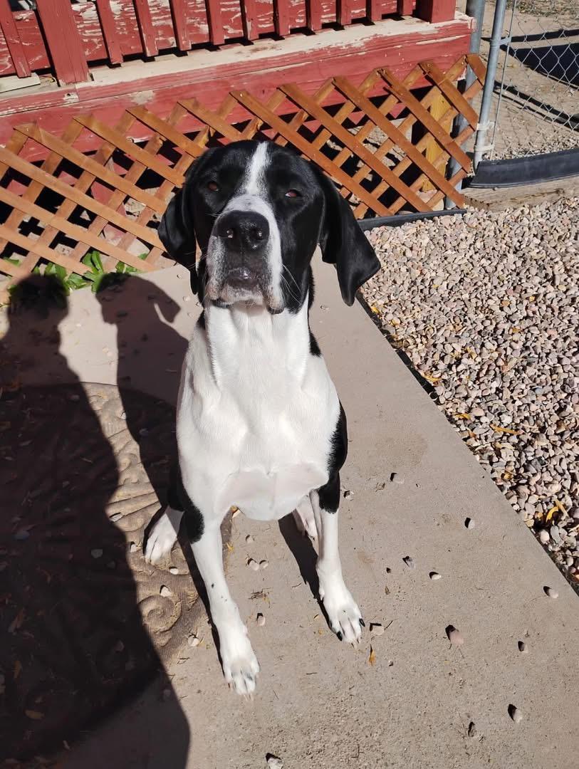 Enlarge SUKI **Courtesy Listing for Luke’s Legacy**, an adopted mixed breed in COEUR D ALENE, ID image 5/6