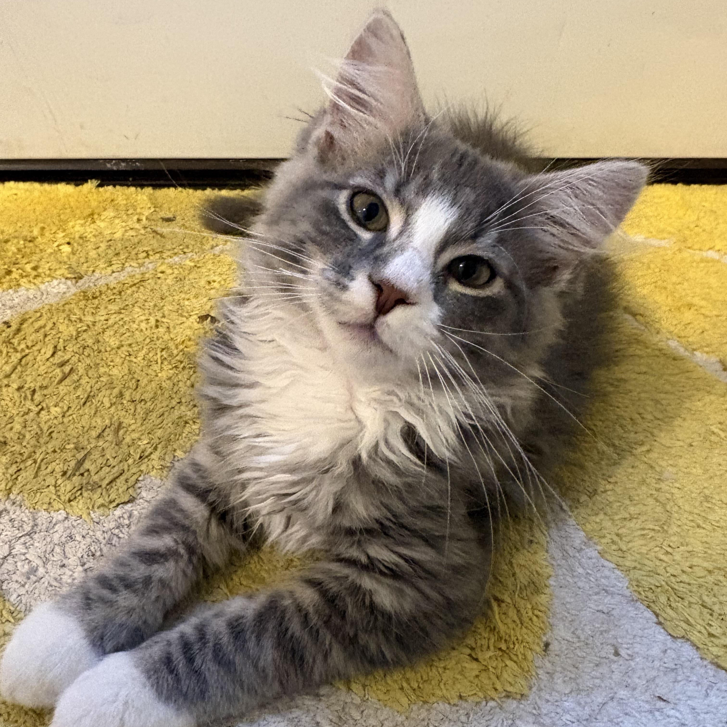 Enlarge Yams, an adopted Domestic Long Hair in Sewell, NJ image 1/4