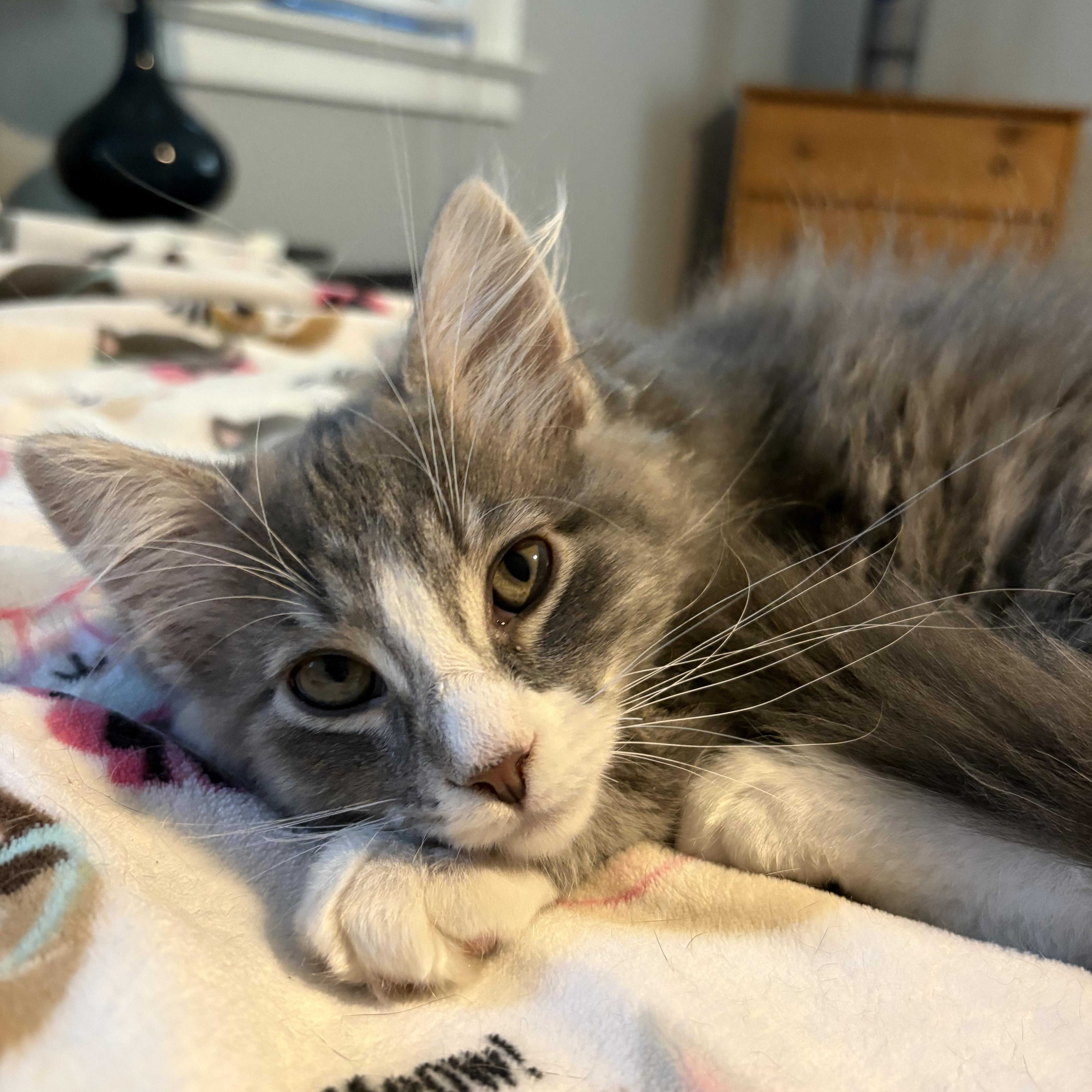Enlarge Yams, an adopted Domestic Long Hair in Sewell, NJ image 3/4