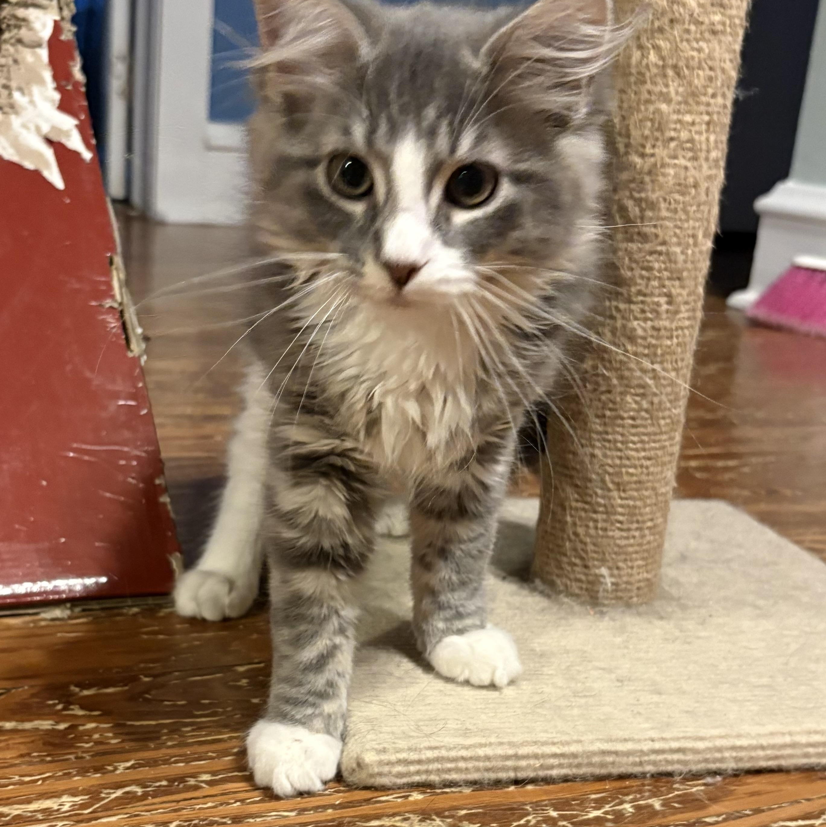 Enlarge Yams, an adopted Domestic Long Hair in Sewell, NJ image 2/4