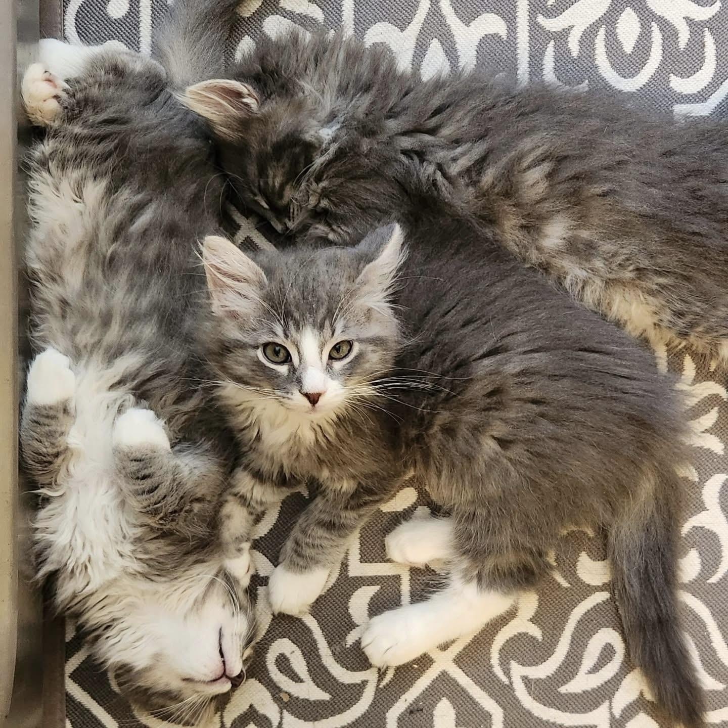 Enlarge Yams, an adopted Domestic Long Hair in Sewell, NJ image 4/4