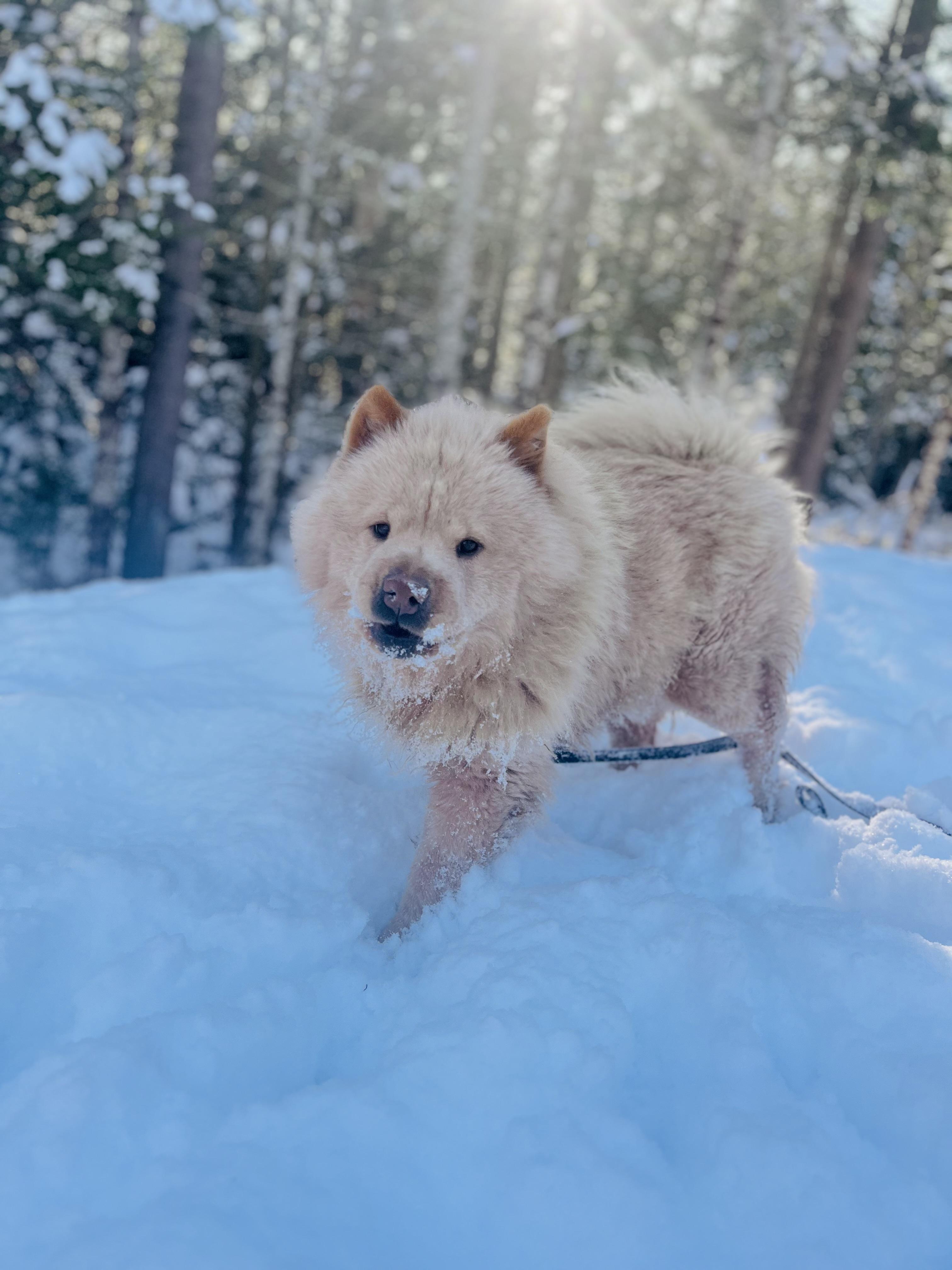 Enlarge Yara, a ADOPTABLE Chow Chow in Stockton Springs, ME image 1/4