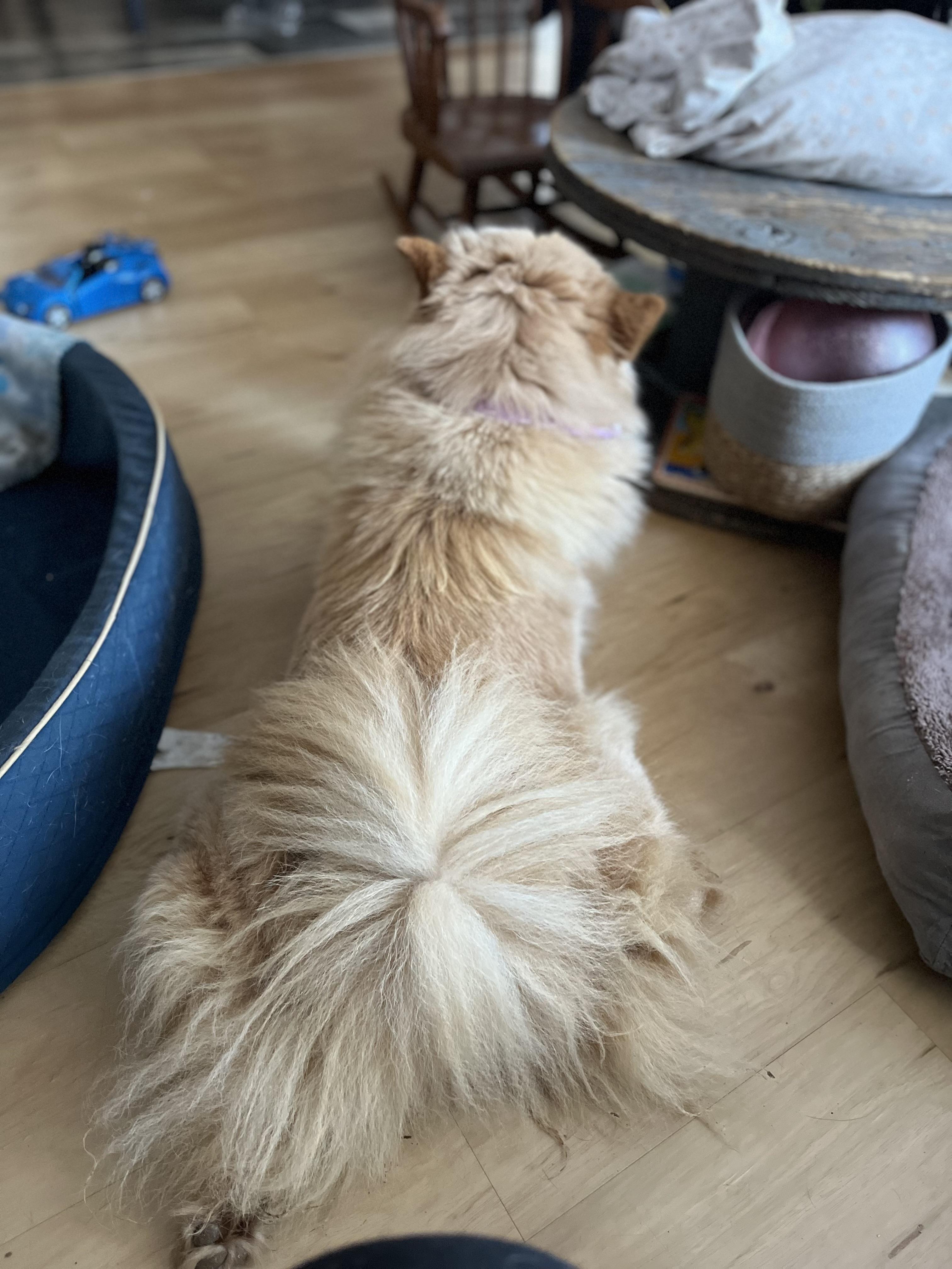 Enlarge Yara, a ADOPTABLE Chow Chow in Stockton Springs, ME image 4/4