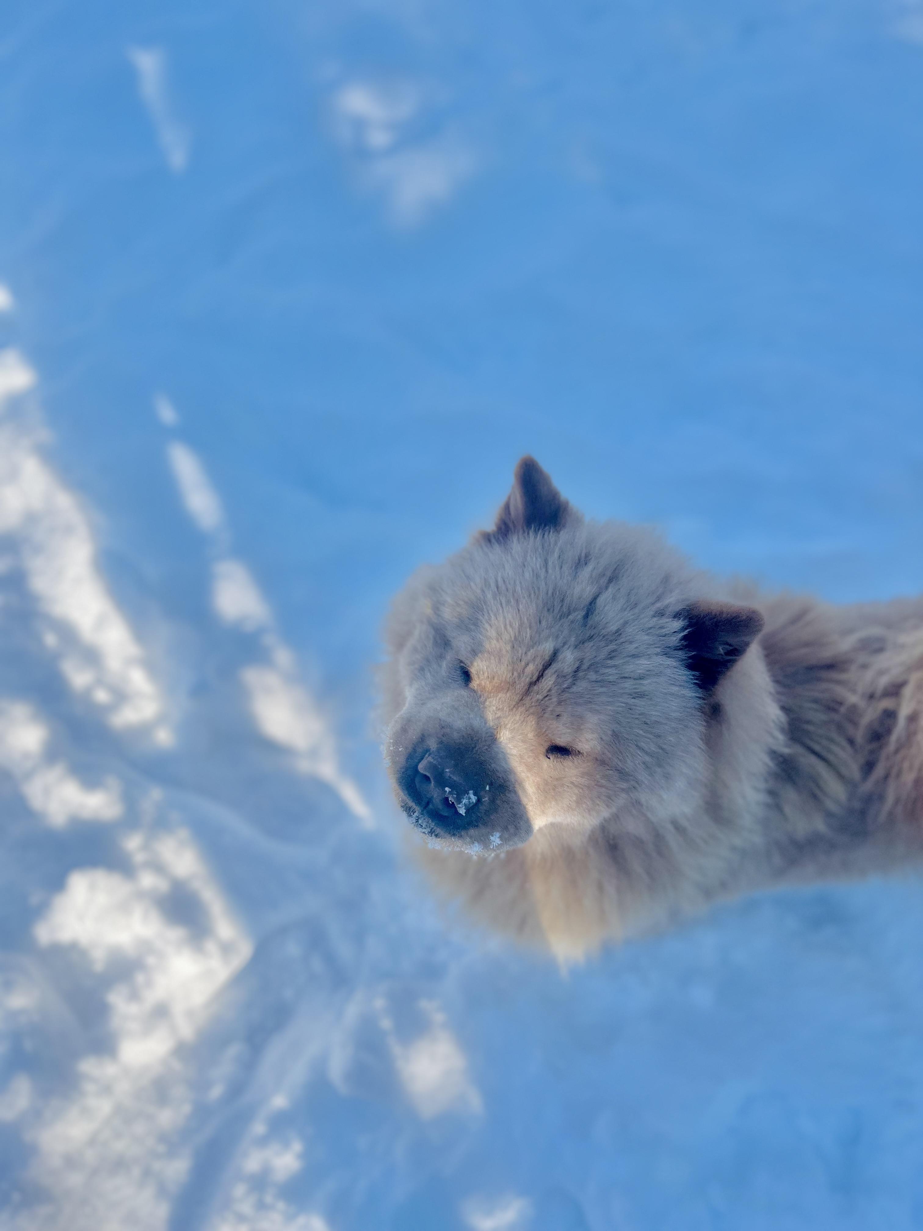 Enlarge Yara, a ADOPTABLE Chow Chow in Stockton Springs, ME image 2/4