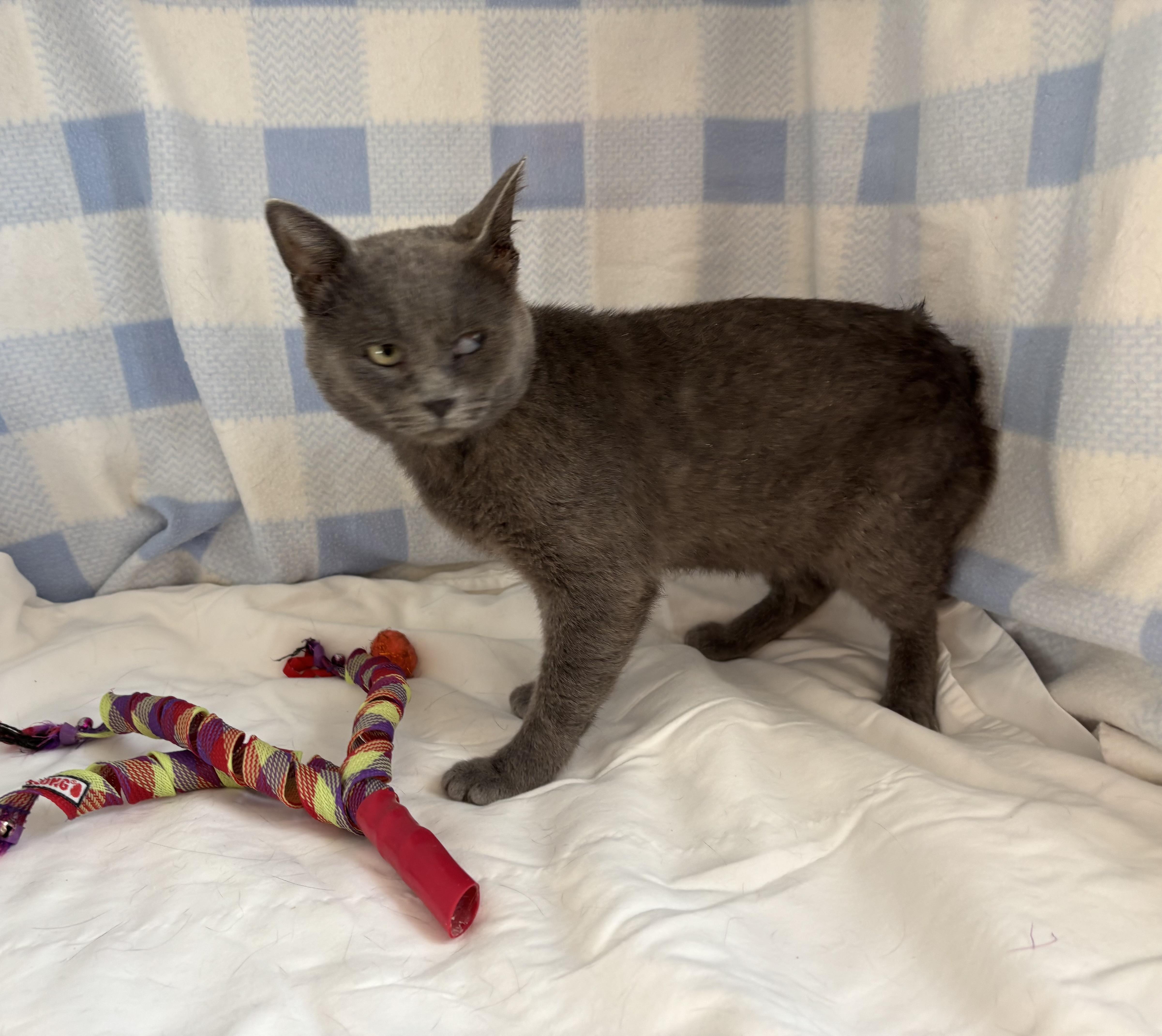 Earl Grey, an adopted Domestic Short Hair in Torrington, WY image 3/3