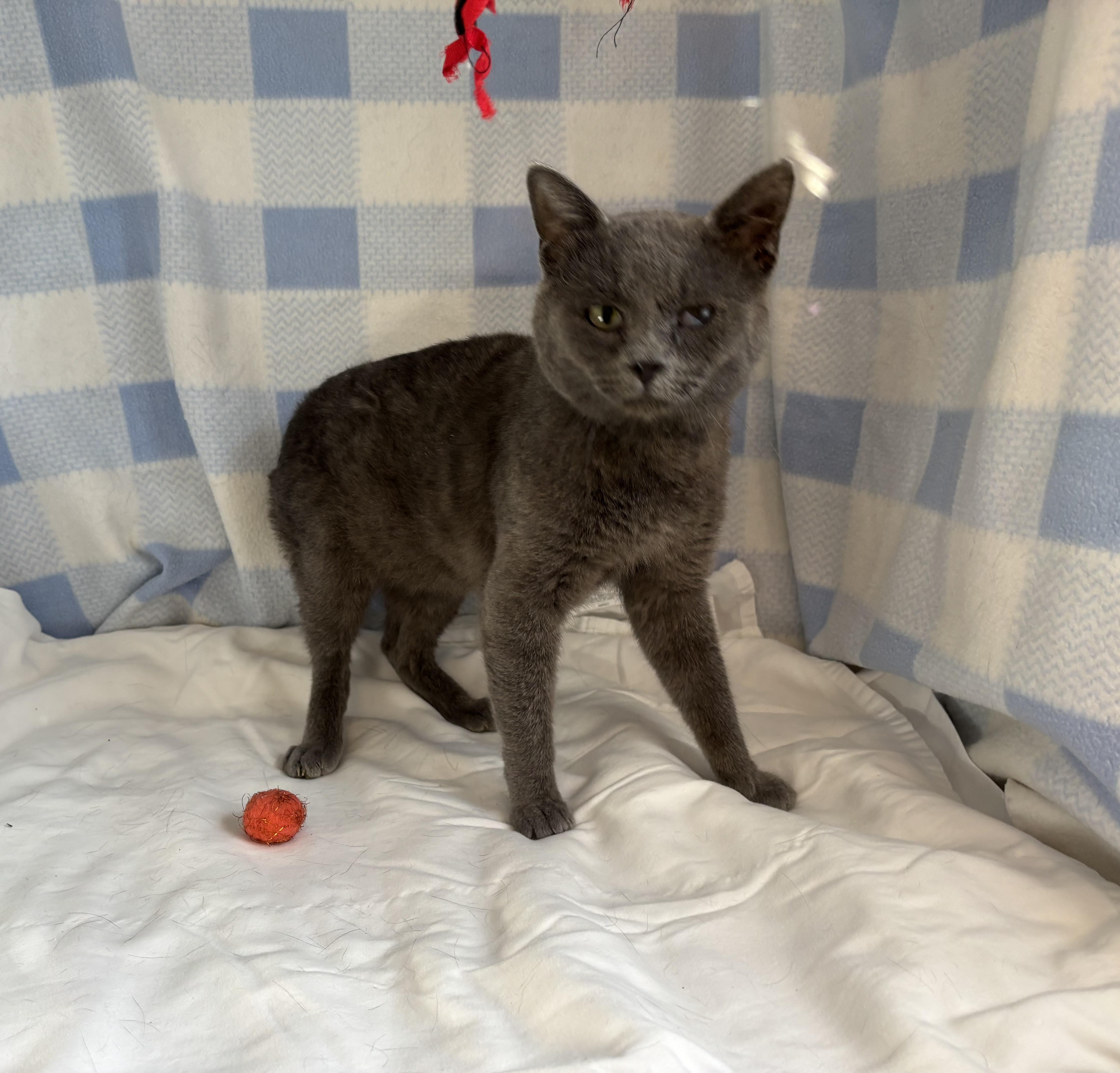 Earl Grey, adopted, Adult Male Domestic Short Hair.