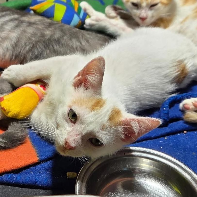 Wyatt, Adoptable, Kitten Male Domestic Short Hair.