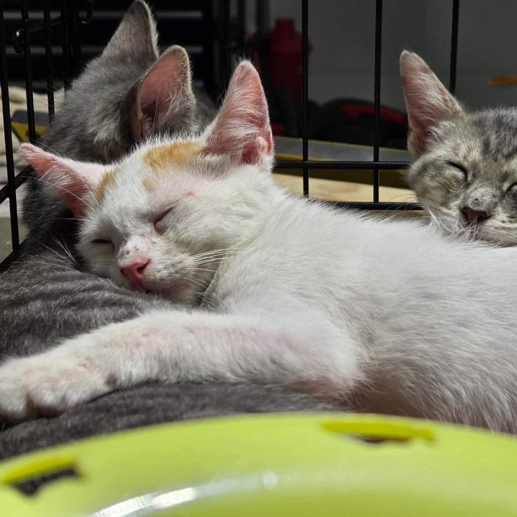 Enlarge Wyatt, a Adoptable Domestic Short Hair in Johnstown, PA image 2/3