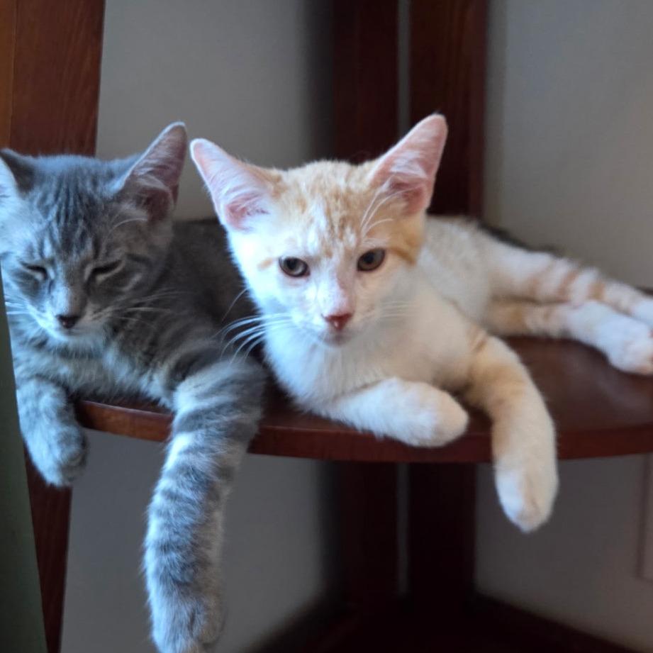 Enlarge Wyatt, a Adoptable Domestic Short Hair in Johnstown, PA image 3/3