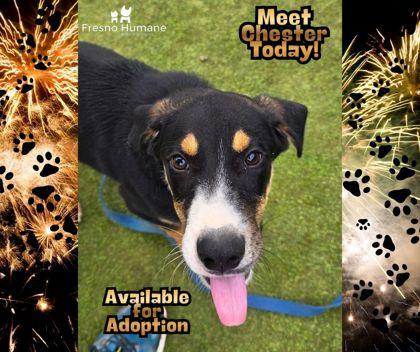 Chester, Adoptable, Puppy Male Mixed Breed & Mixed Breed.