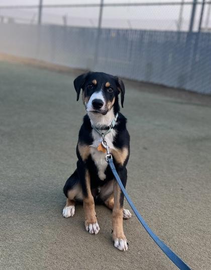 Chester, a Adoptable mixed breed in Fresno, CA image 2/2