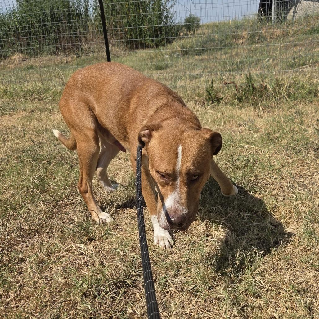 Enlarge Sunny, a Adoptable mixed breed in Durant, OK image 2/2