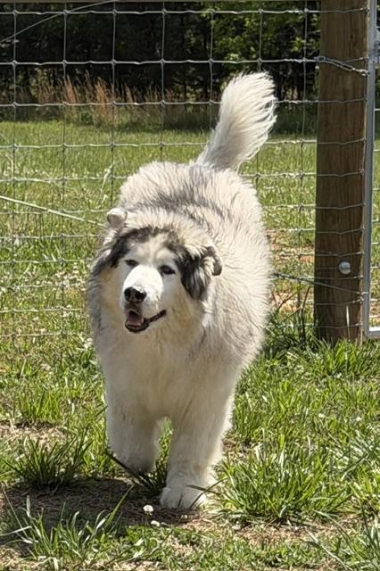 Yeti (Sweetest, Gentle Man), a ADOPTABLE Alaskan Malamute in Newfoundland, PA image 5/6