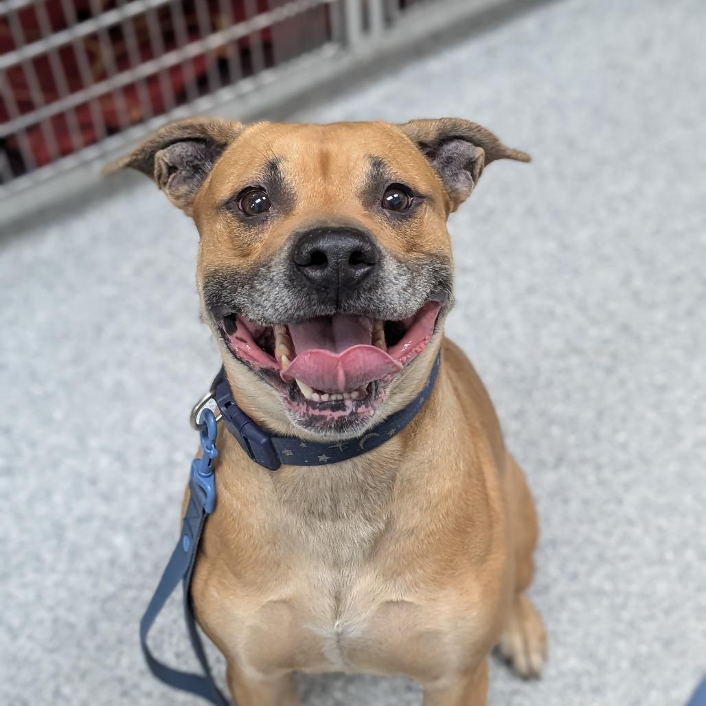 Pudge, Adoptable, Adult Male American Staffordshire Terrier.