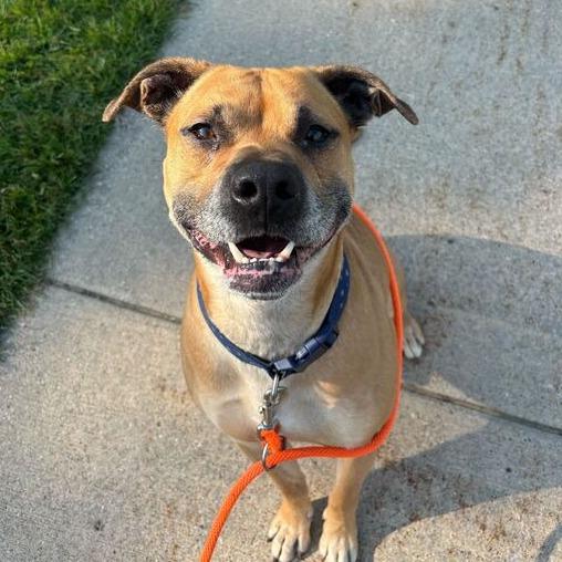 Pudge, a Adoptable American Staffordshire Terrier in Grand Rapids, MI image 2/3