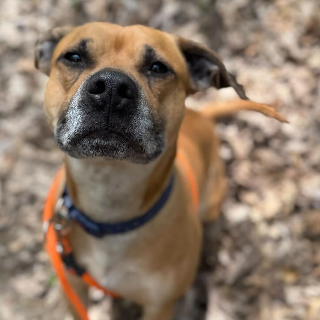 Pudge, a Adoptable American Staffordshire Terrier in Grand Rapids, MI image 3/3