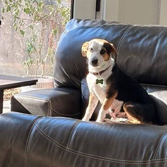 Enlarge Charlie, a Adoptable mixed breed in Bessemer, AL image 1/6