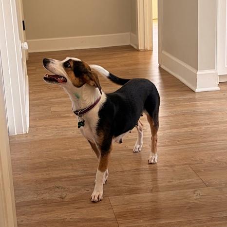 Enlarge Charlie, a Adoptable mixed breed in Bessemer, AL image 2/6