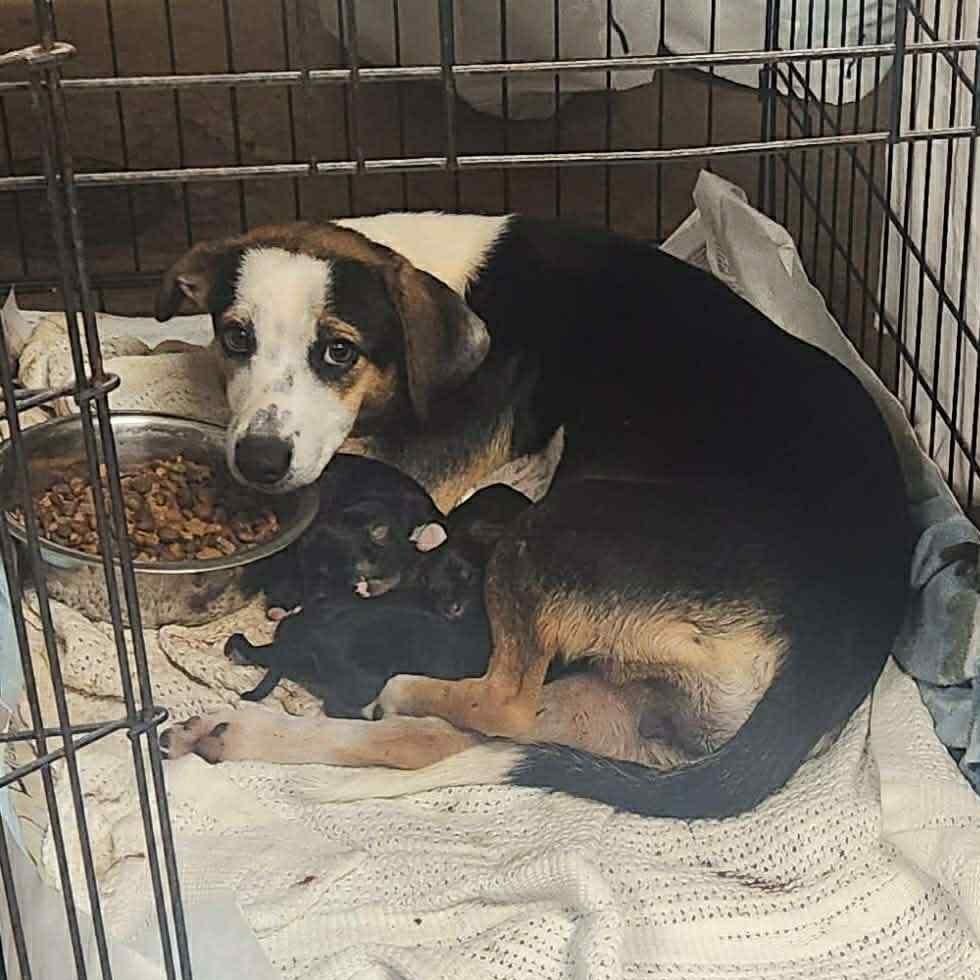 Charlie, Adoptable, Adult Female Beagle & Mixed Breed.