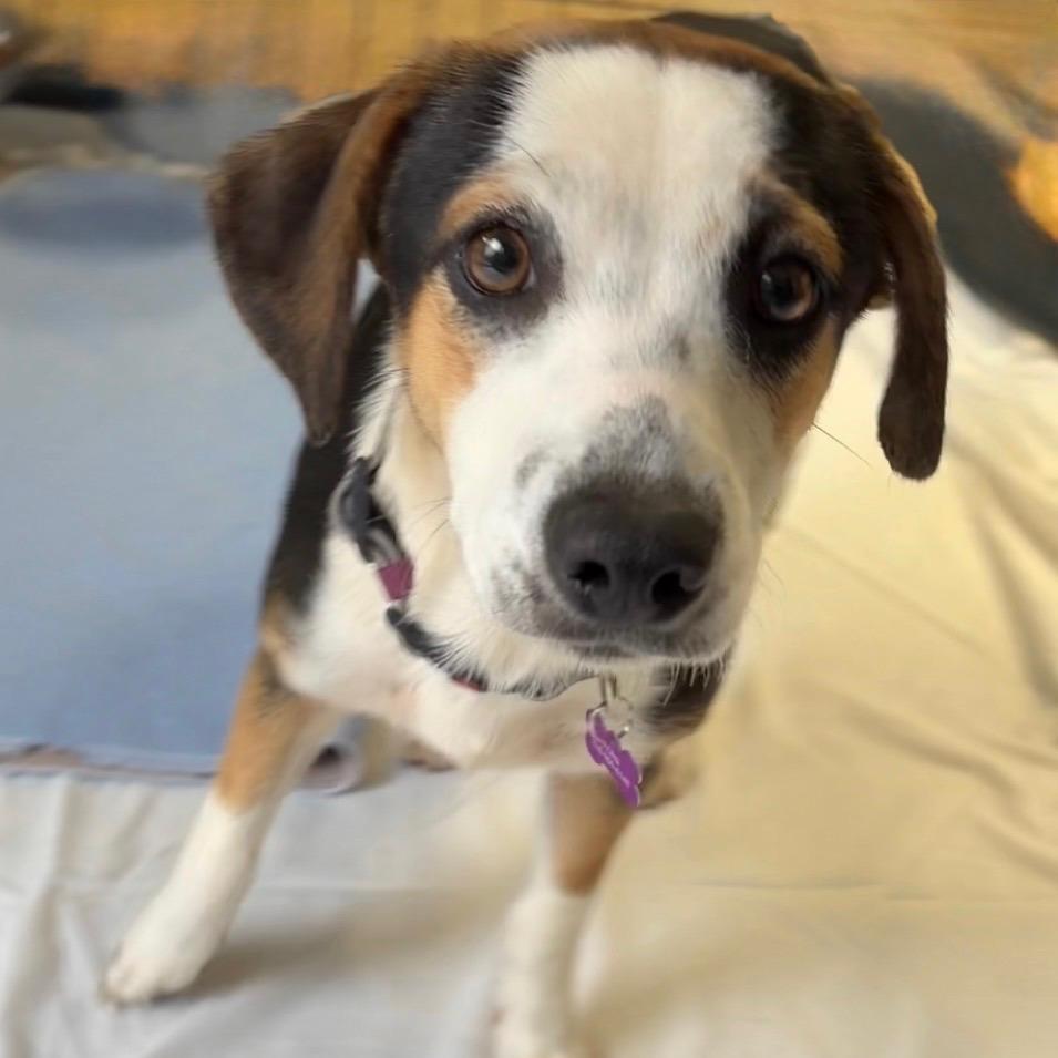 Enlarge Charlie, a Adoptable mixed breed in Bessemer, AL image 3/6