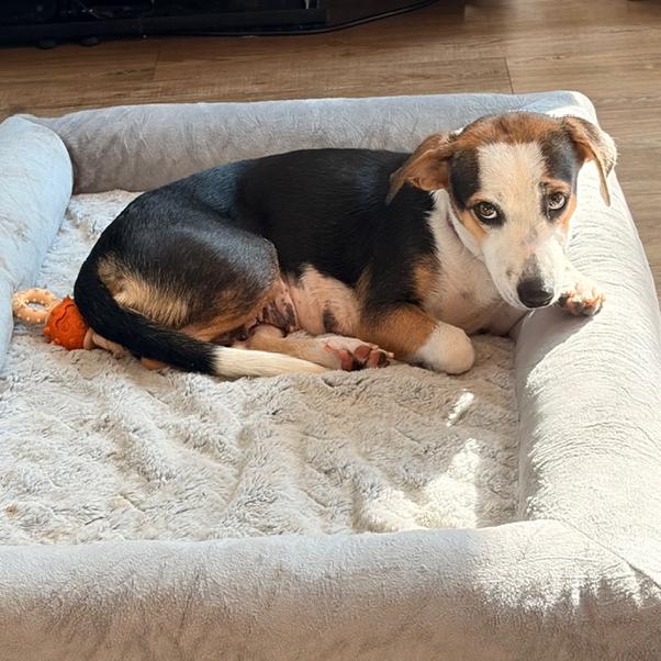 Enlarge Charlie, a Adoptable mixed breed in Bessemer, AL image 4/6