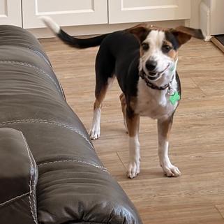 Enlarge Charlie, a Adoptable mixed breed in Bessemer, AL image 5/6