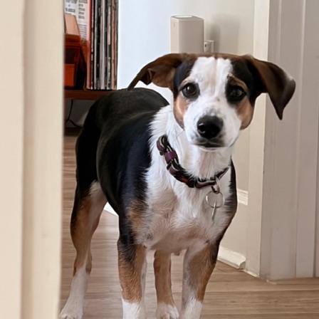 Enlarge Charlie, a Adoptable mixed breed in Bessemer, AL image 6/6