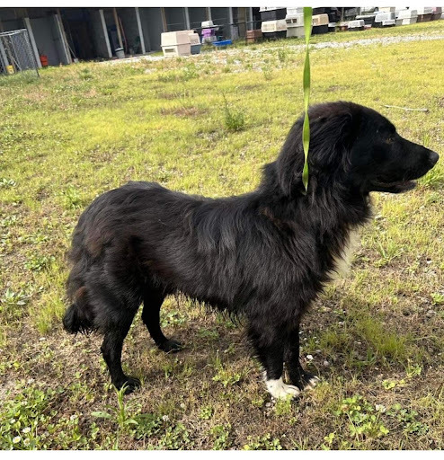 Joey - save 2 lives by rescuing! , Adopted, Adult Male Australian Shepherd & Border Collie.