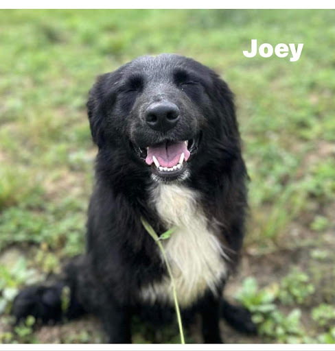 Joey - save 2 lives by rescuing! , a Adopted mixed breed in Lancaster, KY image 2/4