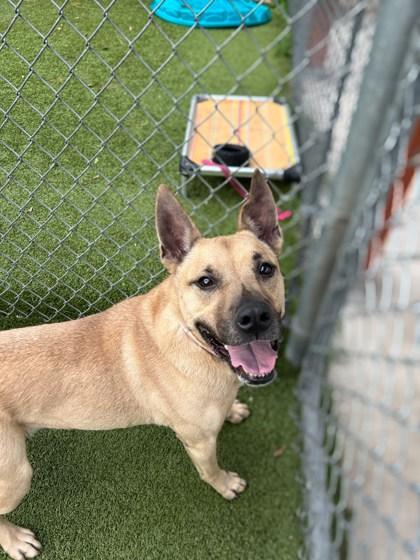 Enlarge Blake, a Adoptable mixed breed in Gainesville, FL image 1/3