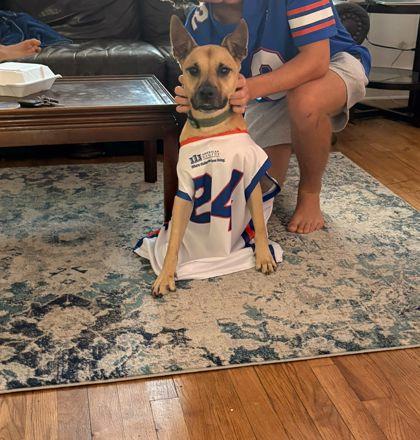 Enlarge Blake, a Adoptable mixed breed in Gainesville, FL image 2/3