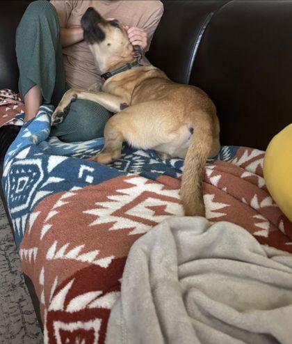 Enlarge Blake, a Adoptable mixed breed in Gainesville, FL image 3/3